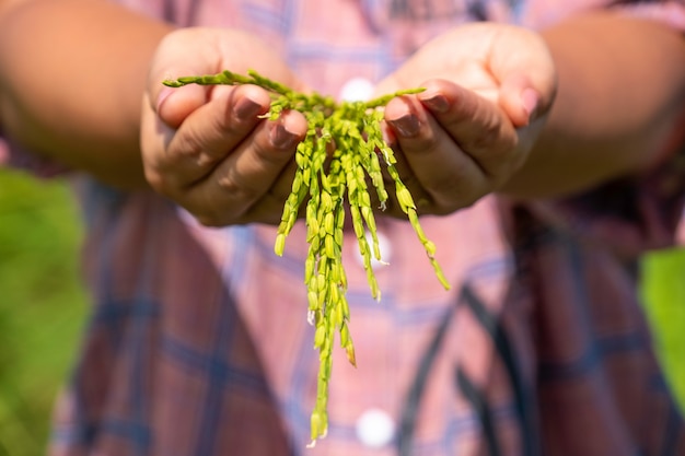 Mão do agricultor segurando uma almofada de arroz