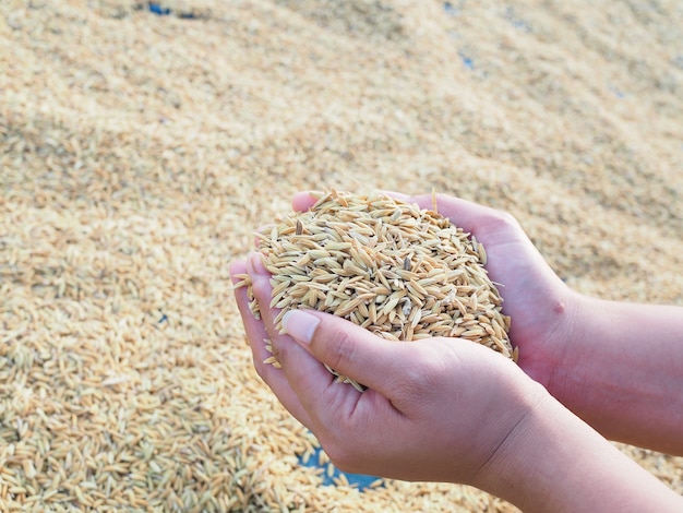 Mão do agricultor segurar arroz em casca