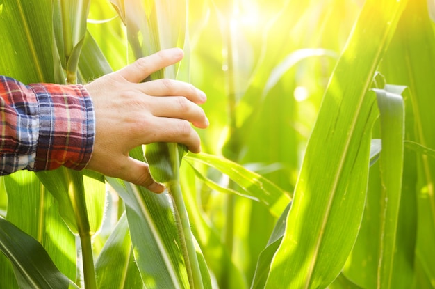 Mão do agricultor tocando caules de milho no horário de verão de campo
