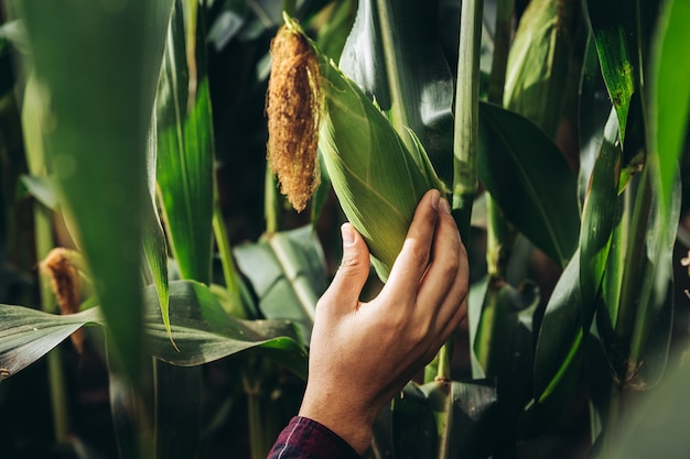 Mão do agricultor tocar no milho fresco pronto para cultivar no campo de milho no conceito de fazenda, agricultura e natureza.