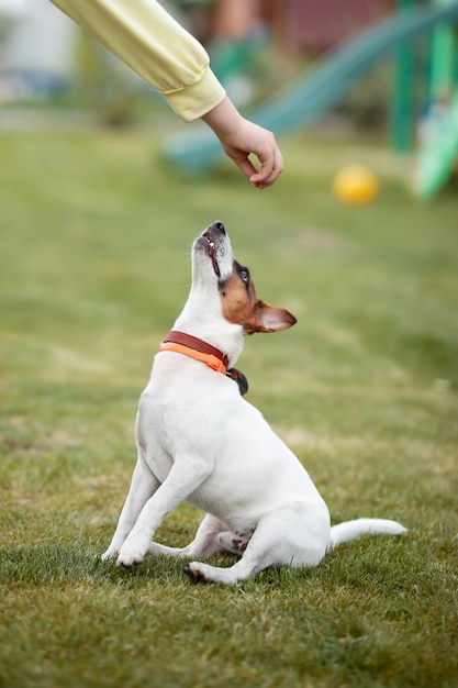 mão do dono dá comida para cachorro jack russell terrier no parque