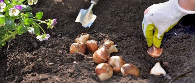 Como cultivar cebolas como um jardineiro profissional