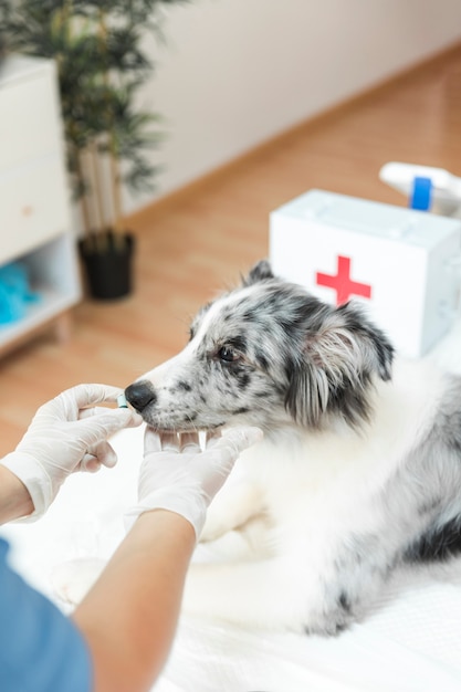 Mão do veterinário feminino alimentando cápsulas para cão doente na clínica