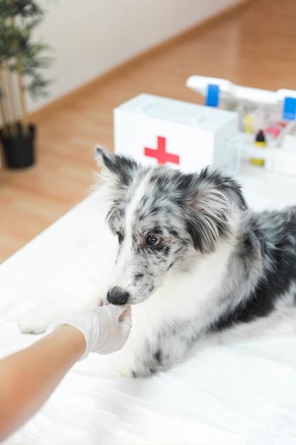 Mão do veterinário feminino alimentando o cão na clínica