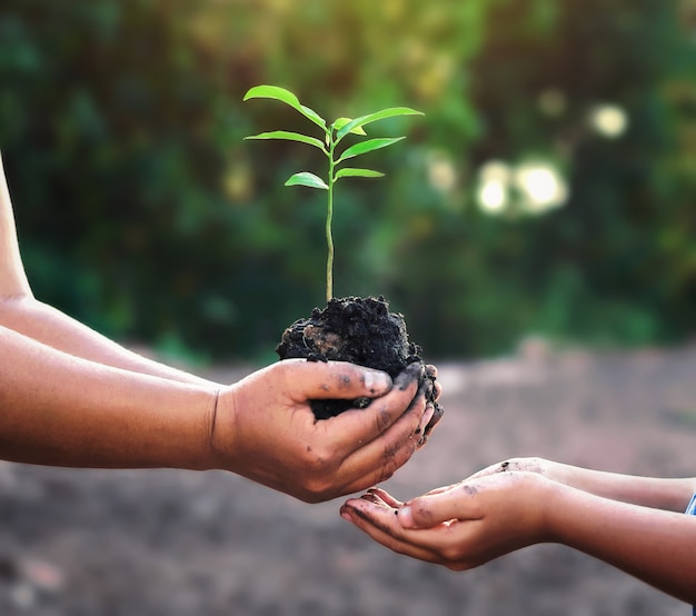 Mão dois que guarda a árvore pequena para plantar. conceito mundo verde