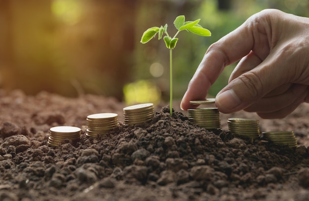 Mão e jovem planta verde com moedas de pilha no terreno para o cultivo