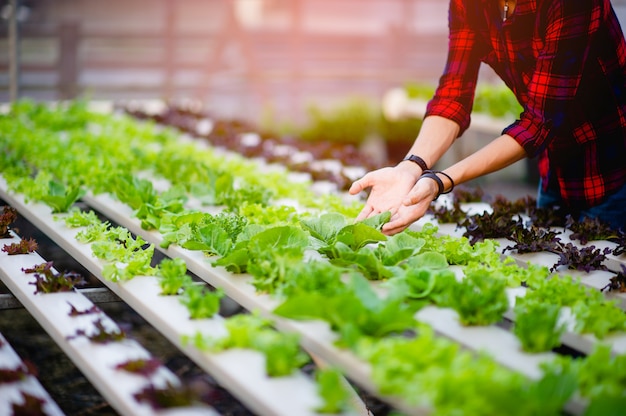 Foto mão e salada verde, legumes não-tóxicos conceito de vegetais saudáveis