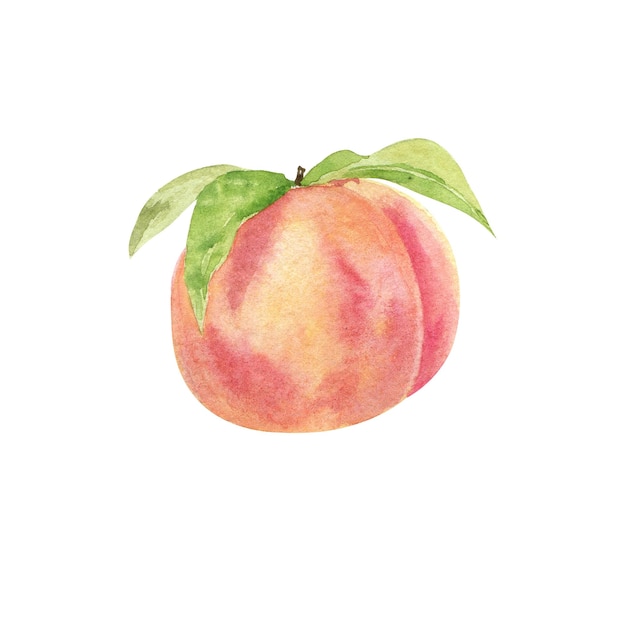 Mão em aquarela desenhando uma fatia de fruta de pêssego