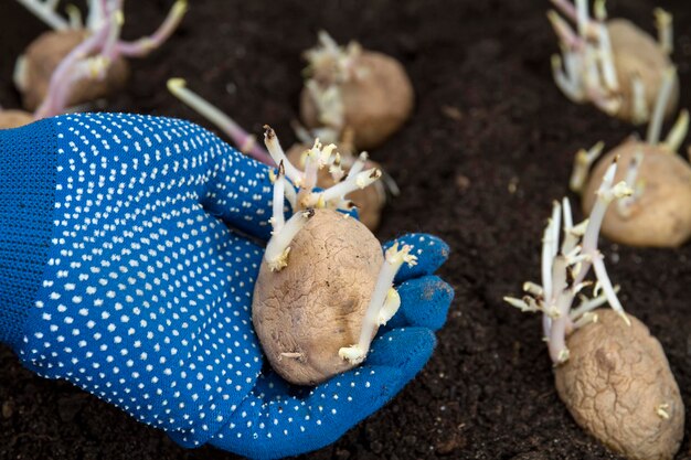 Mão em luvas de proteção azuis está plantando batata germinada no chão