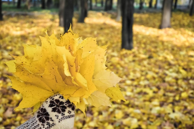 Mão em luvas segurando um buquê de folhas de outono