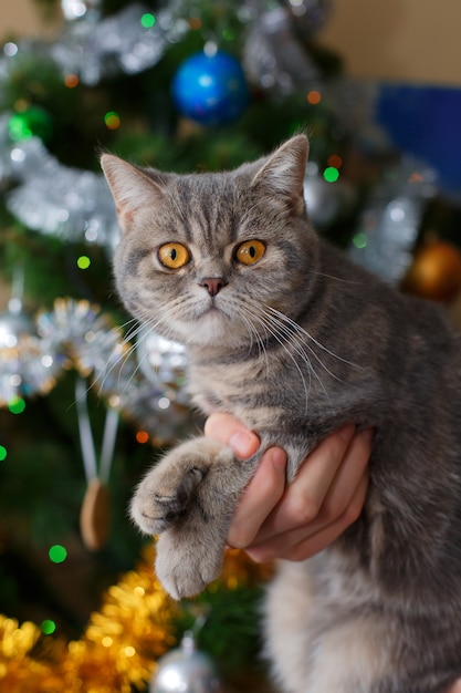 Mão entregando gato bonito sob a árvore de Natal na sala festiva.