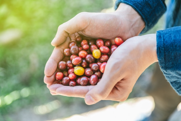 Mão escolheu bagas de café vermelhas e amarelas maduras da goma-arábica nas mãos.