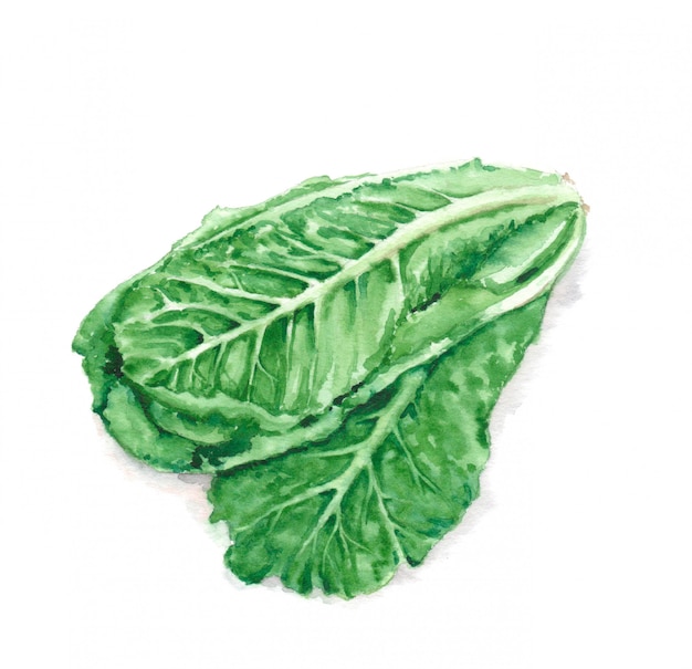 Foto mão-extraídas ilustração aquarela de folhas de alface verde fresca. produto de comida vegetariana