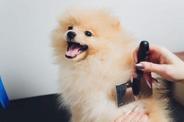 Mão fazendo aliciamento, corte de cabelo, penteando a lã do lindo cachorro Pomeranian Spitz feliz. Cachorrinho fofo, cuidado de pêlos de animais, procedimento de corte. Vet cabeleireiro, salão de beleza.