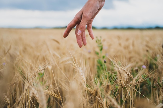 Mão feminina alimentando suavemente o trigo dourado maduro que cresce no campo