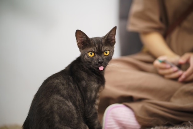 Mão feminina amante de gatos acariciando seu adorável gato confortável Fique em casa com gato Amizade Amante de animais Amor de gato fofo Amigo humano amizade em casa Estilo de vida de amante de animais