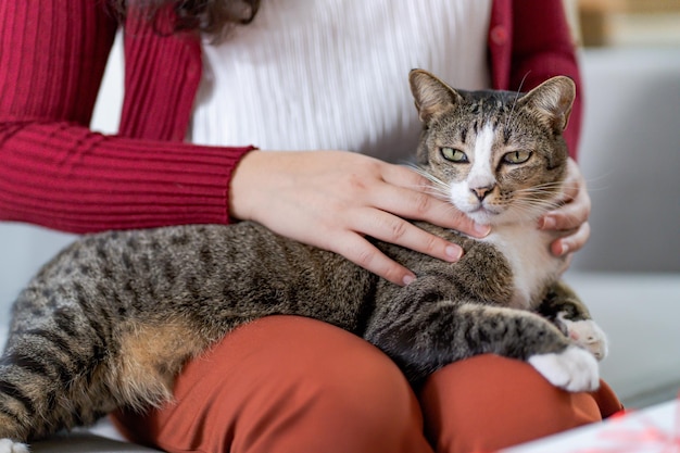 Mão feminina amante de gatos acariciando seu adorável gato confortável Fique em casa com gato Amizade Amante de animais Amor de gato fofo Amigo humano amizade em casa Estilo de vida de amante de animais