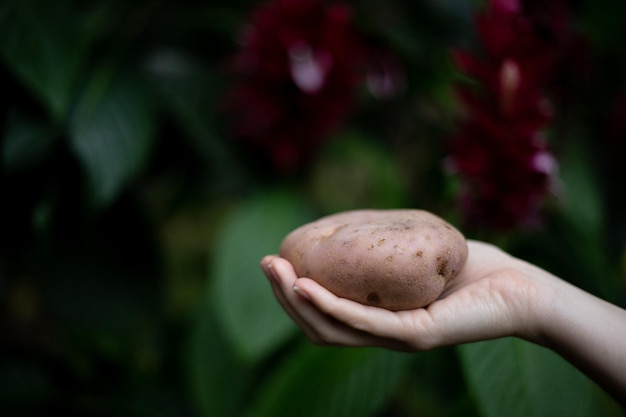Mão feminina branca segurando uma batata
