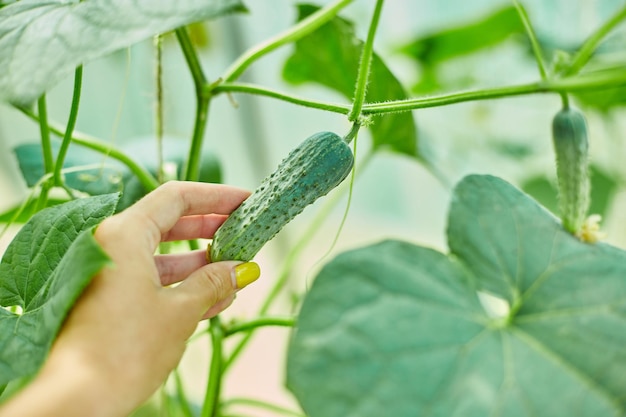 Mão feminina colhendo pepinos maduros de mudas de jardim de quintal crescendo em estufa prontas para escolher o conceito de colheita agrícola local