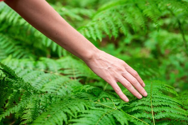 Mão feminina, com dedos longos e graciosos toca suavemente a planta, folhas de samambaia. Foto de close-up da pessoa irreconhecível.