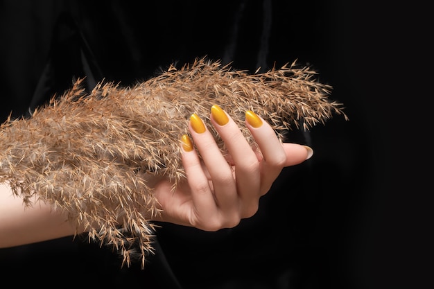 Mão feminina com desenho de unhas amarelas. Manicure de esmalte amarelo brilhante. Mão da mulher com flor de junco seco isolada no fundo preto.