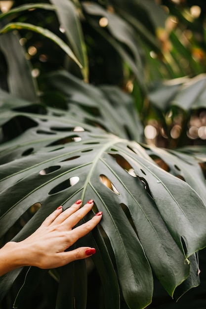 Mão feminina com manicure clássica cor vermelha na folha grande monstera verde. Mulher caucasiana na floresta tropical ao amanhecer. Verão, férias, conceito de plantas.