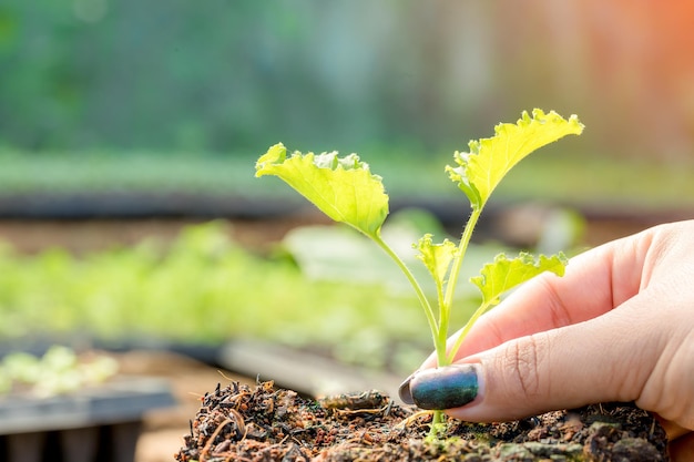 Mão feminina com mudas Tecnologia da indústria agrícola agrícola orgânica jovem vegetal verde