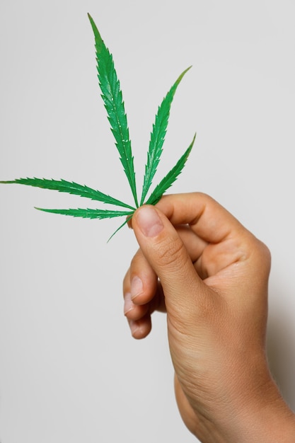 Mão feminina com uma folha de cannabis verde em fundo cinza