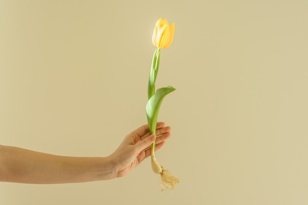 Mão feminina com uma tulipa amarela de flor com bulbo