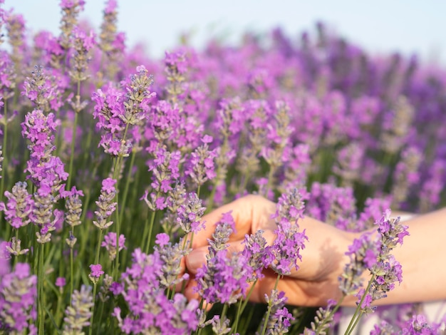 Foto mão feminina de close-up segurando as flores de lavanda no campo de lavanda