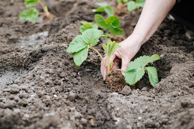 Mão feminina de jardinagem de agricultor sênior plantando mudas de morango no leito do solo ao ar livre Foco seletivo aproximado