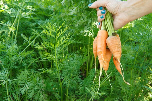 Mão feminina do jardineiro está segurando cenouras com hastes com outras crescendo na cama no jardim. Acabei de colher vegetais frescos