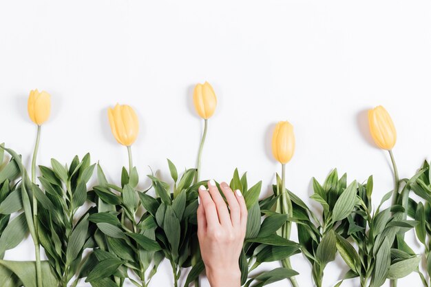 Mão feminina e várias tulipas amarelas sobre fundo branco