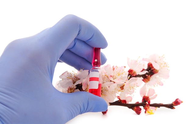 Mão feminina em luvas médicas segurando tubo de ensaio de vacina no ramo de damasco florescente