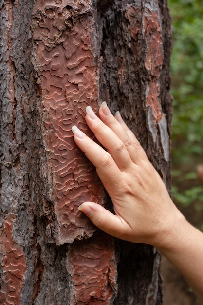 Mão feminina na casca marrom da árvore com padrão Eco conceito