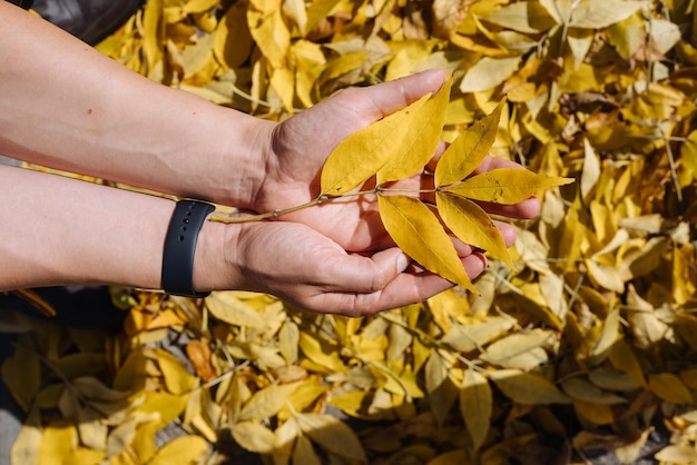 Mão feminina no parque de outono aproveitando o outono e segurando uma folha