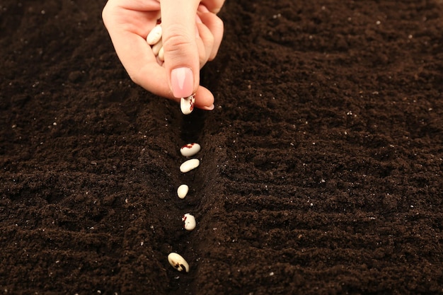 Mão feminina plantando sementes de feijão branco em solo fechado