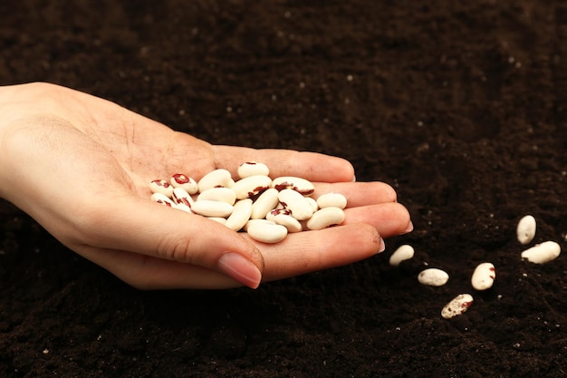 Mão feminina plantando sementes de feijão branco em solo fechado
