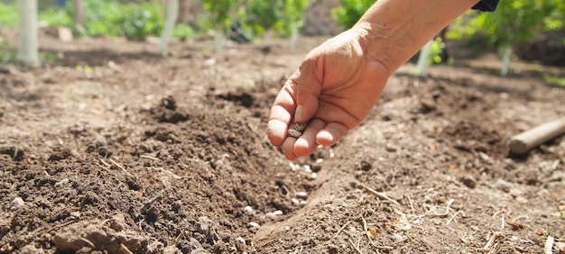 Mão feminina plantando sementes de feijão no solo