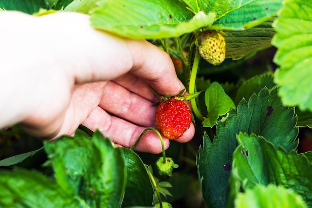 Mão feminina segura morango vermelho maduro Arbusto verde Jardim de frutas Primavera e verão