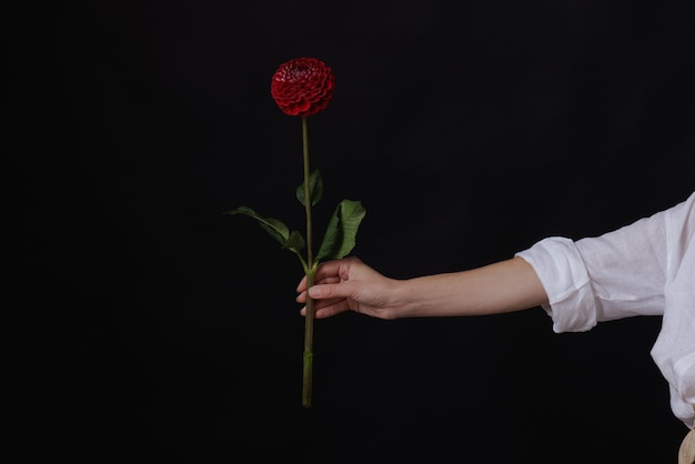 Mão feminina segura uma flor de dália vermelha em um layout de fundo escuro para parabéns