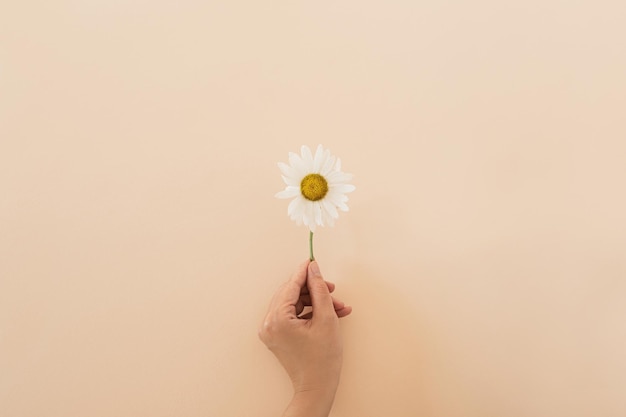 Mão feminina segurando flor de camomila em fundo de pêssego pastel neutro Conceito floral criativo mínimo estético