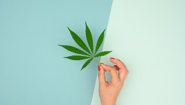 mão feminina segurando folha de cannabis verde em fundo azul conceito de legalização