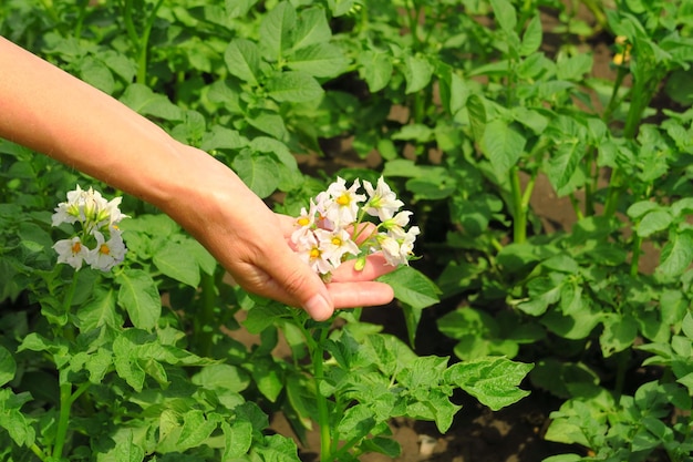 mão feminina segurando um cacho de flores de batata branca em um conceito de cultivo de batata de fazenda de batata