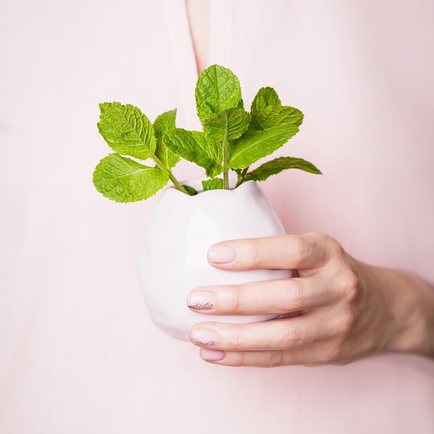 Mão feminina segurando um vaso violeta pálido com folhas de hortelã em um fundo rosa claro