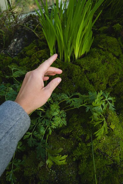 Foto mão feminina tocando o ambiente da natureza