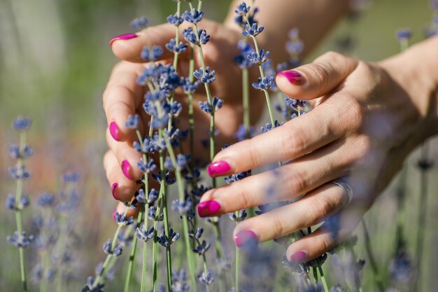 Mão feminina tocando ramo de flores de lavanda