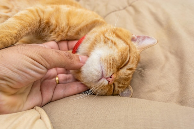 mão humana acariciando lindo gato ruivo