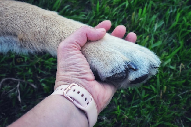 Foto mão humana amigável segurando uma pata de cão amigável