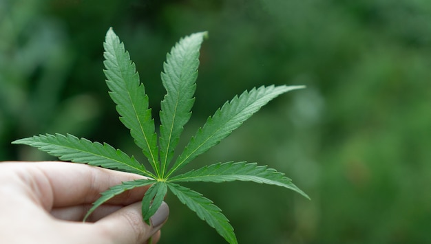 Foto mão humana segurando uma folha verde de cannabis em um fundo desfocado.